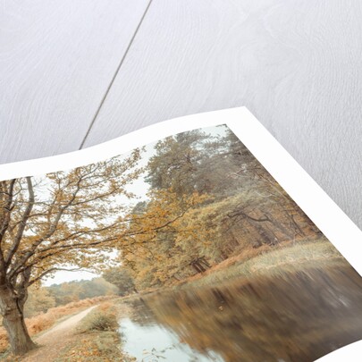 Canal through forest by Assaf Frank